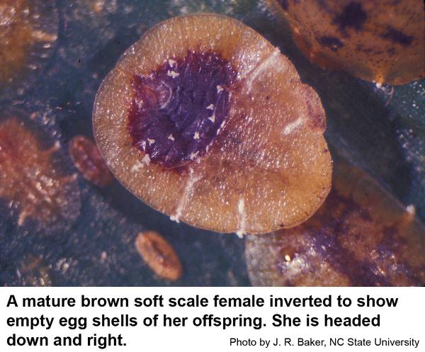 female brown soft scale